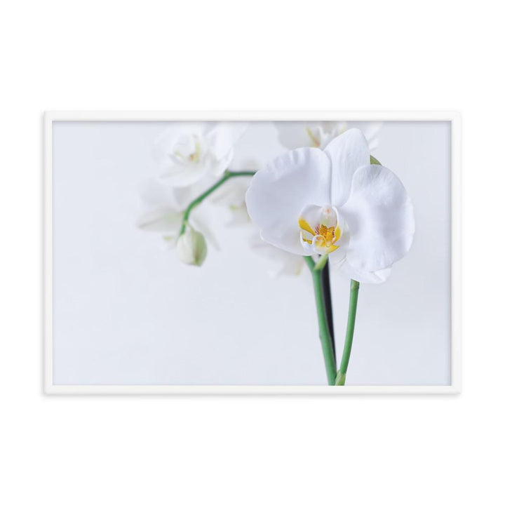 Orchid 03 - Poster im Rahmen weiß / 61x91 cm artlia