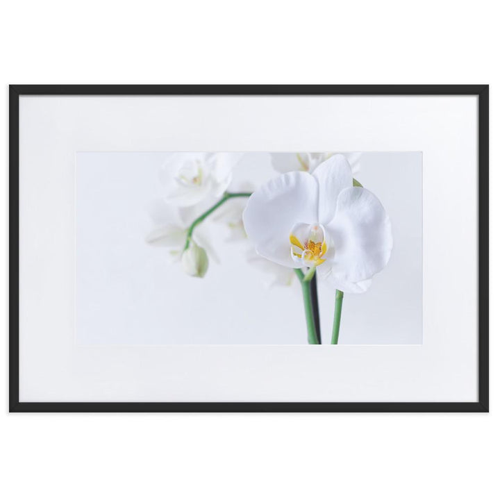 Orchid 03 - Poster im Rahmen mit Passepartout artlia
