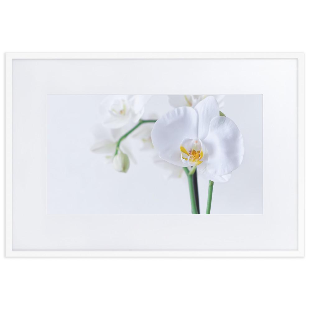 Orchid 03 - Poster im Rahmen mit Passepartout artlia