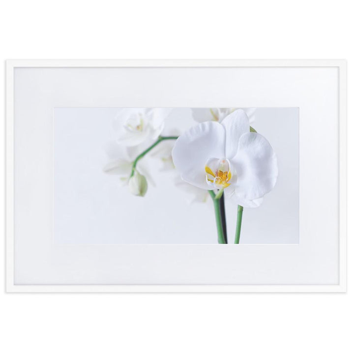 Orchid 03 - Poster im Rahmen mit Passepartout artlia