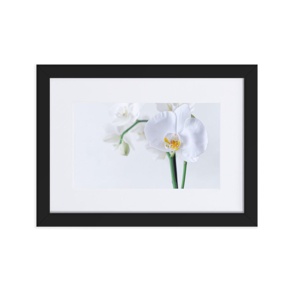Orchid 03 - Poster im Rahmen mit Passepartout Schwarz / 21×30 cm artlia