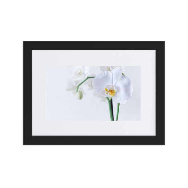Orchid 03 - Poster im Rahmen mit Passepartout Schwarz / 21×30 cm artlia