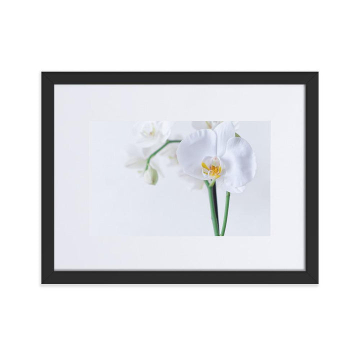 Orchid 03 - Poster im Rahmen mit Passepartout Schwarz / 30×40 cm artlia