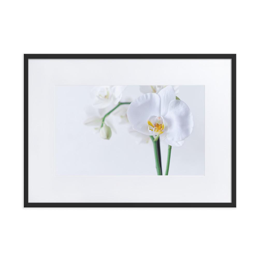 Orchid 03 - Poster im Rahmen mit Passepartout Schwarz / 50×70 cm artlia