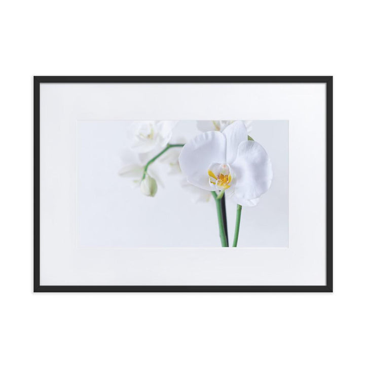 Orchid 03 - Poster im Rahmen mit Passepartout Schwarz / 50×70 cm artlia