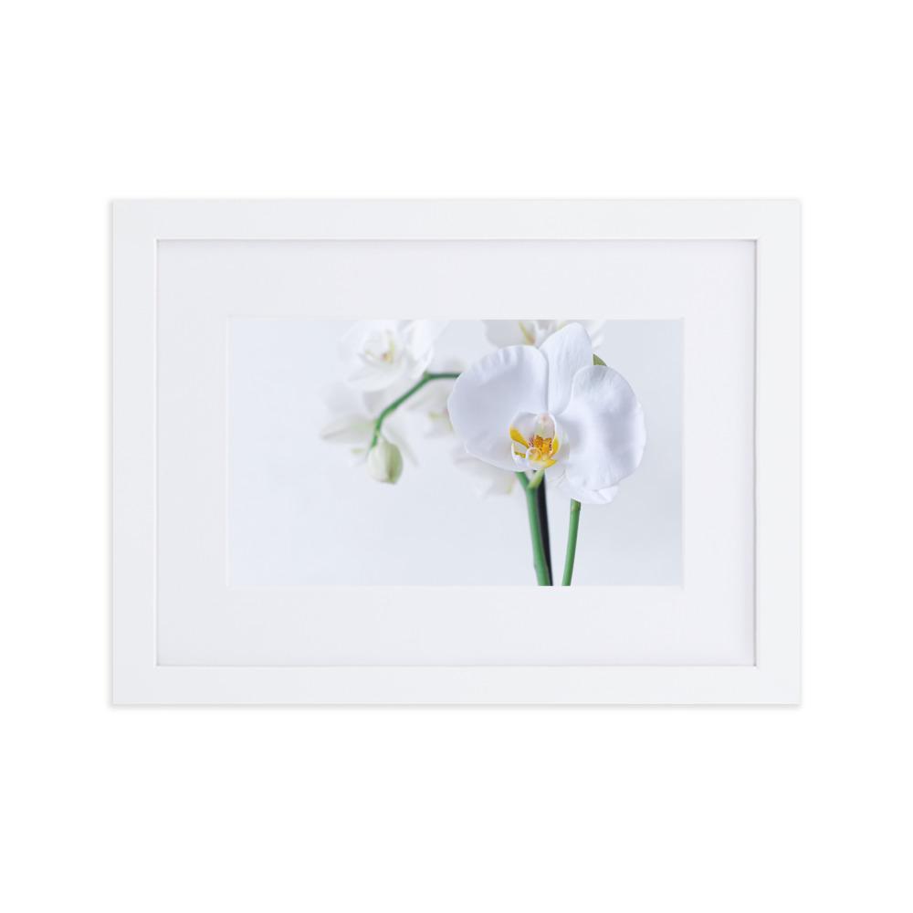 Orchid 03 - Poster im Rahmen mit Passepartout Weiß / 21×30 cm artlia