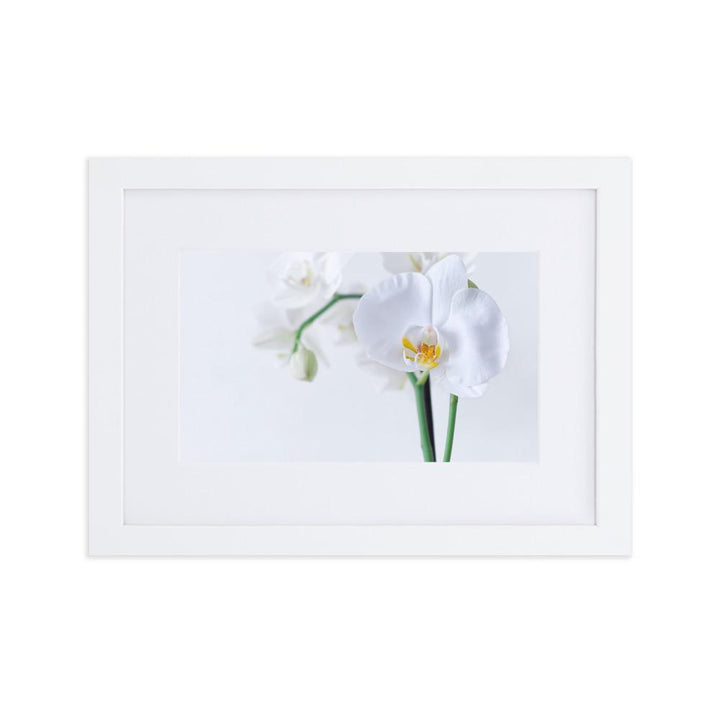 Orchid 03 - Poster im Rahmen mit Passepartout Weiß / 21×30 cm artlia