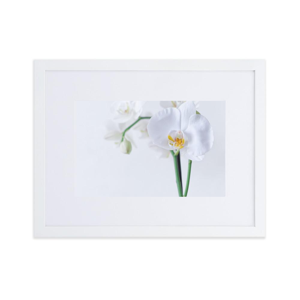 Orchid 03 - Poster im Rahmen mit Passepartout Weiß / 30×40 cm artlia
