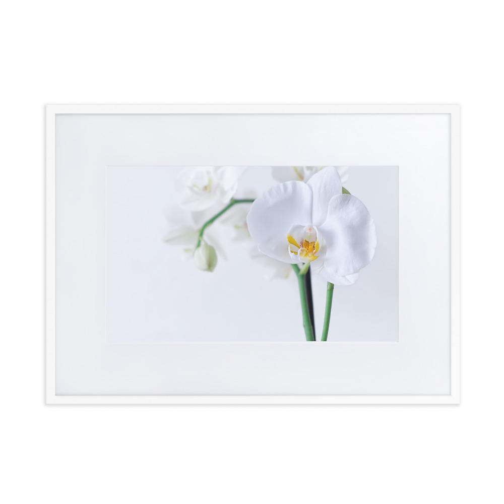 Orchid 03 - Poster im Rahmen mit Passepartout Weiß / 50×70 cm artlia