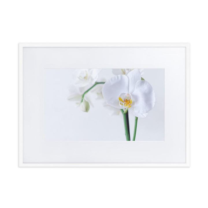 Orchid 03 - Poster im Rahmen mit Passepartout Weiß / 50×70 cm artlia