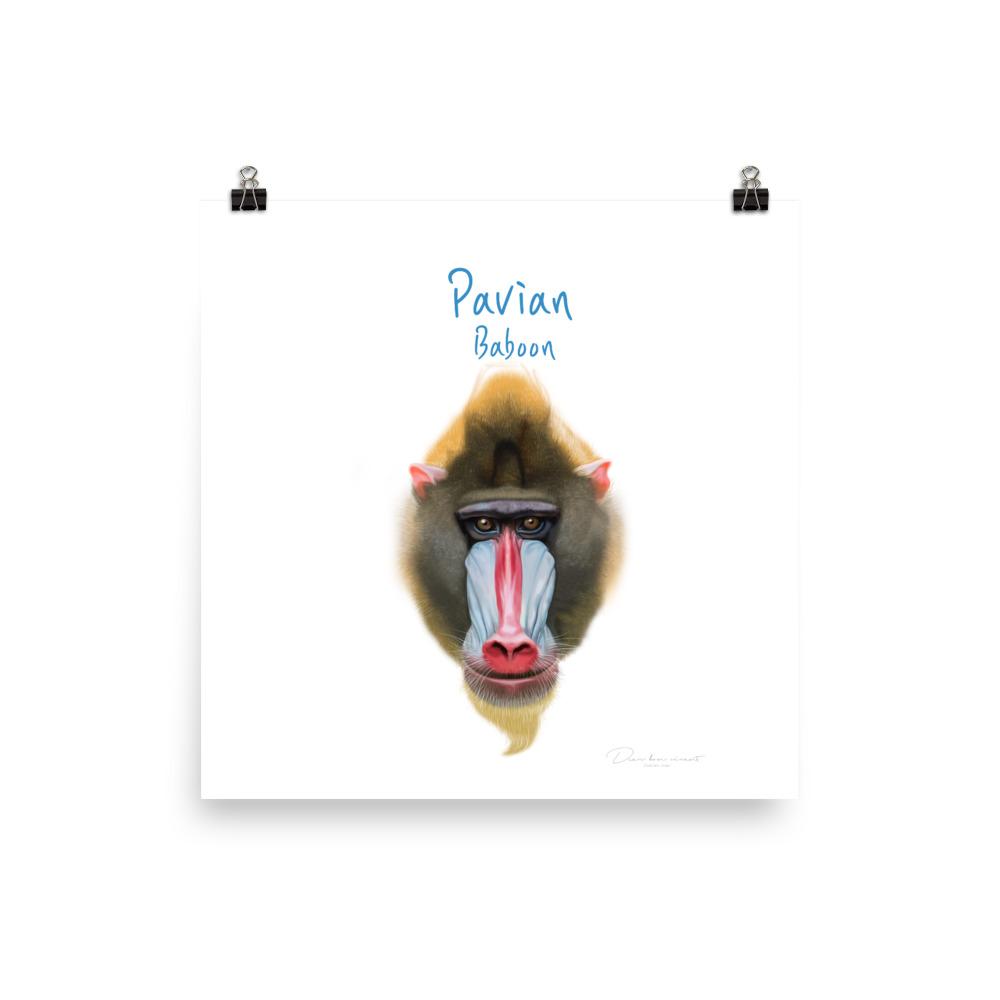 Pavian - Tier Poster für Kinder 25x25 cm artlia