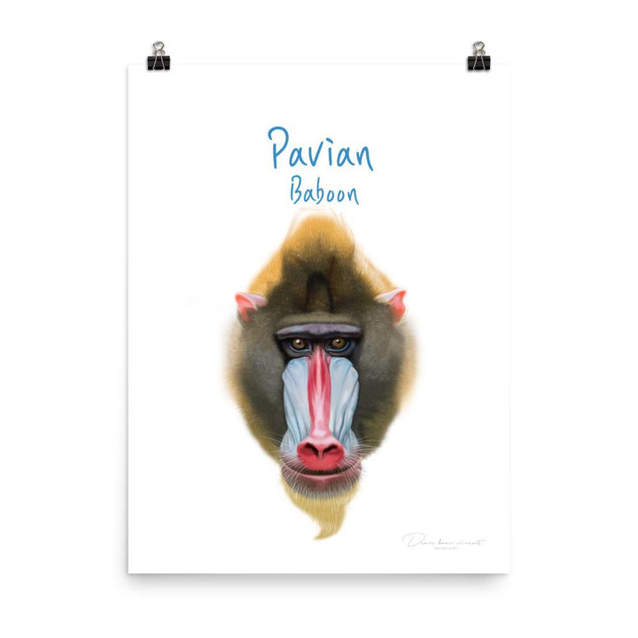 Pavian - Tier Poster für Kinder 30x41 cm artlia