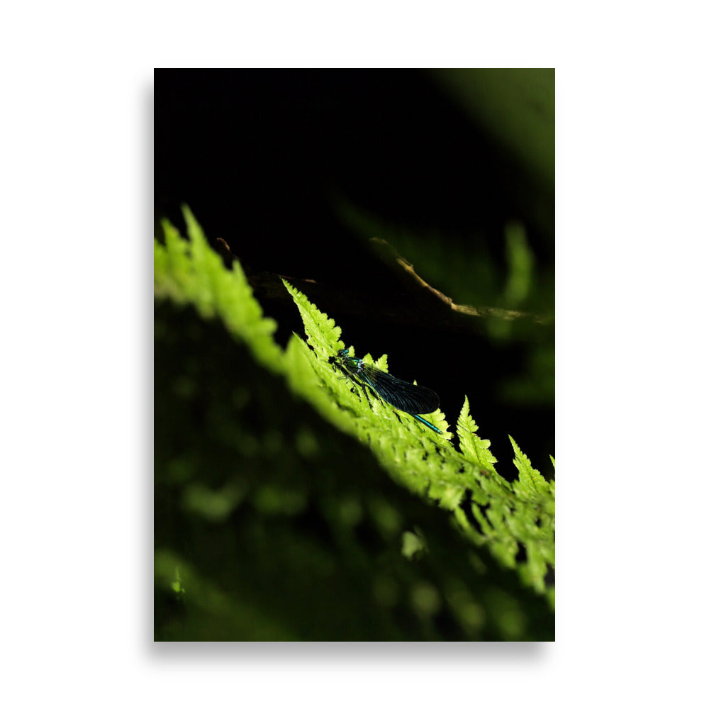 Poster - Grüne Libelle 21×30 cm artlia