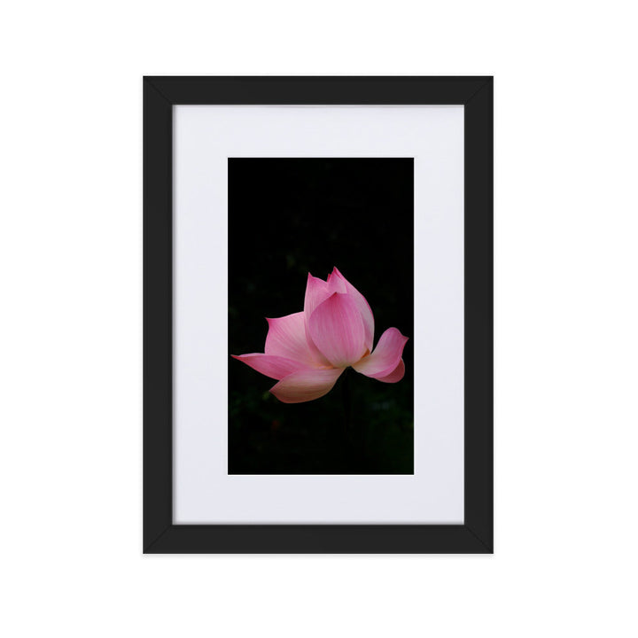 Poster mit Passepartout - Lotus Seerose Schwarz / 21×30 cm artlia