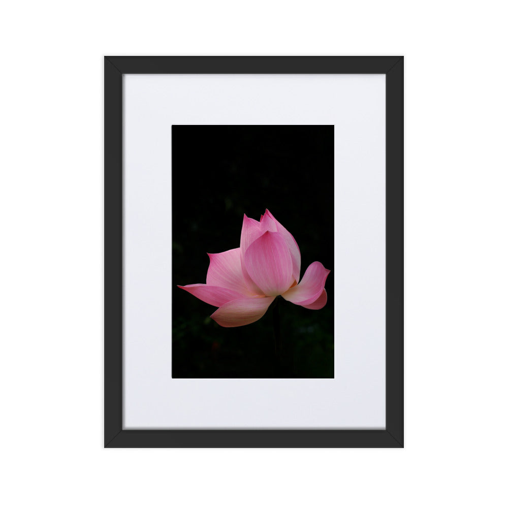 Poster mit Passepartout - Lotus Seerose Schwarz / 30×40 cm artlia