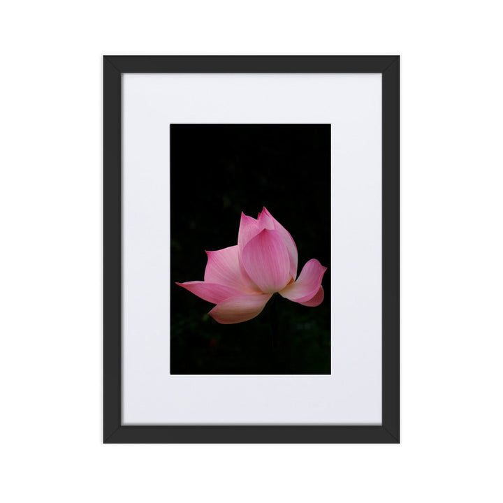 Poster mit Passepartout - Lotus Seerose Schwarz / 30×40 cm artlia