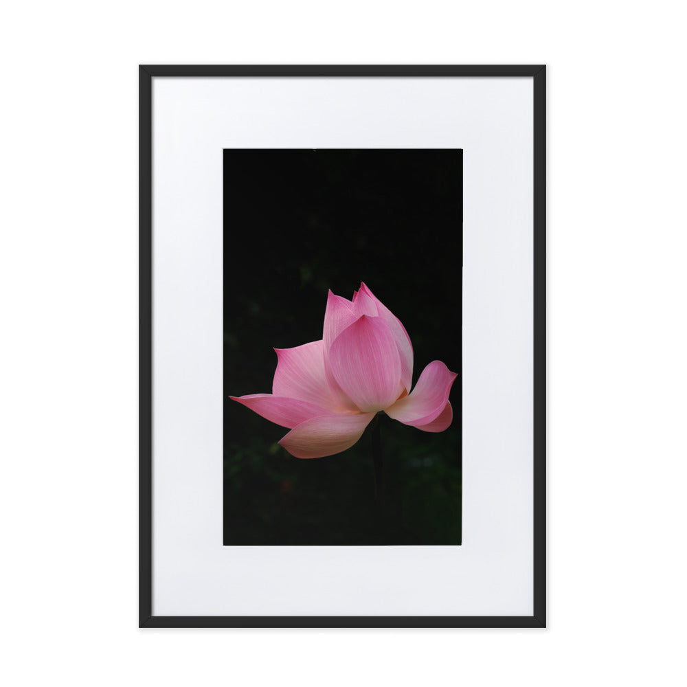 Poster mit Passepartout - Lotus Seerose Schwarz / 50×70 cm artlia