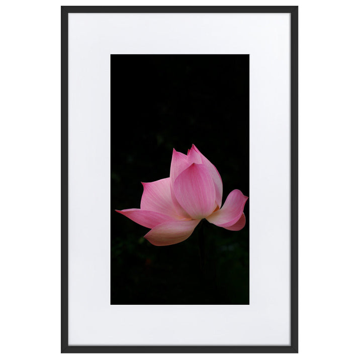 Poster mit Passepartout - Lotus Seerose Schwarz / 61×91 cm artlia