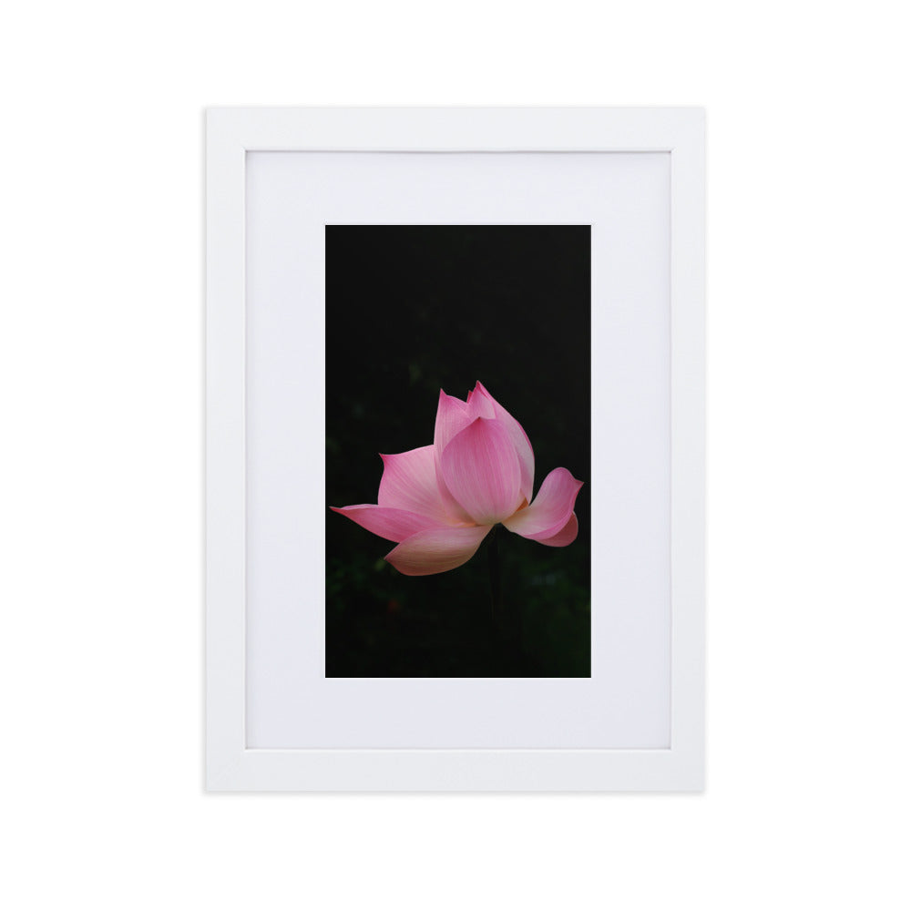 Poster mit Passepartout - Lotus Seerose Weiß / 21×30 cm artlia