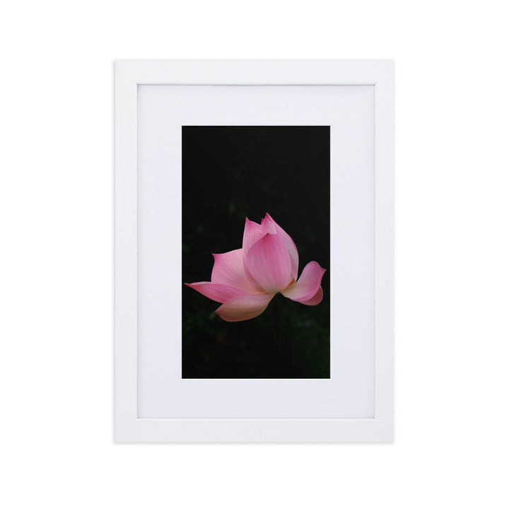 Poster mit Passepartout - Lotus Seerose Weiß / 21×30 cm artlia