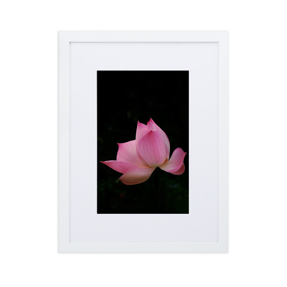 Poster mit Passepartout - Lotus Seerose Weiß / 30×40 cm artlia
