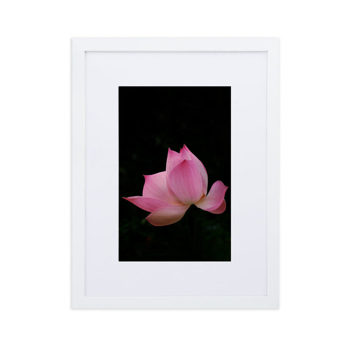 Poster mit Passepartout - Lotus Seerose Weiß / 30×40 cm artlia