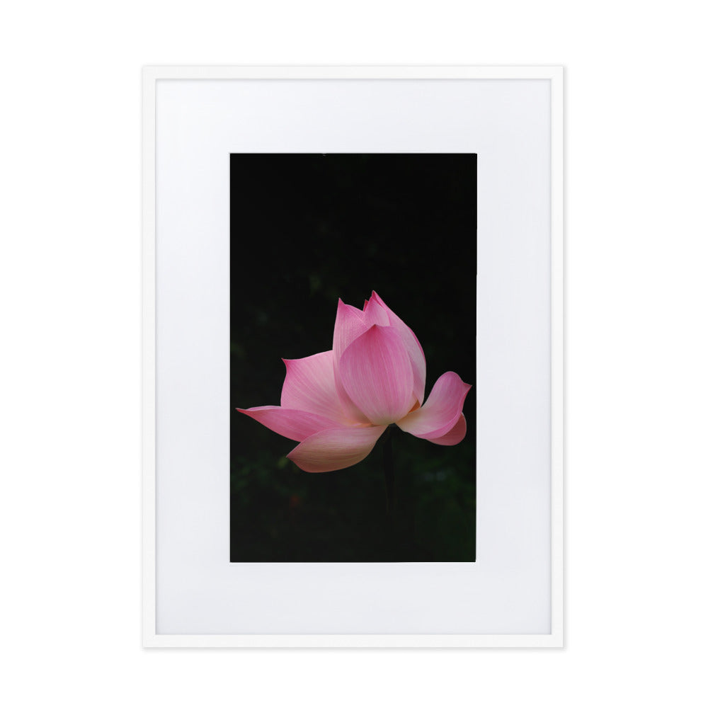Poster mit Passepartout - Lotus Seerose Weiß / 50×70 cm artlia