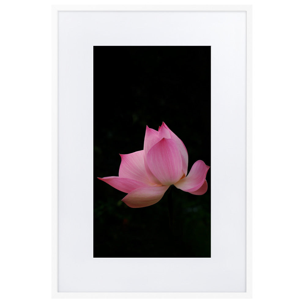 Poster mit Passepartout - Lotus Seerose Weiß / 61×91 cm artlia
