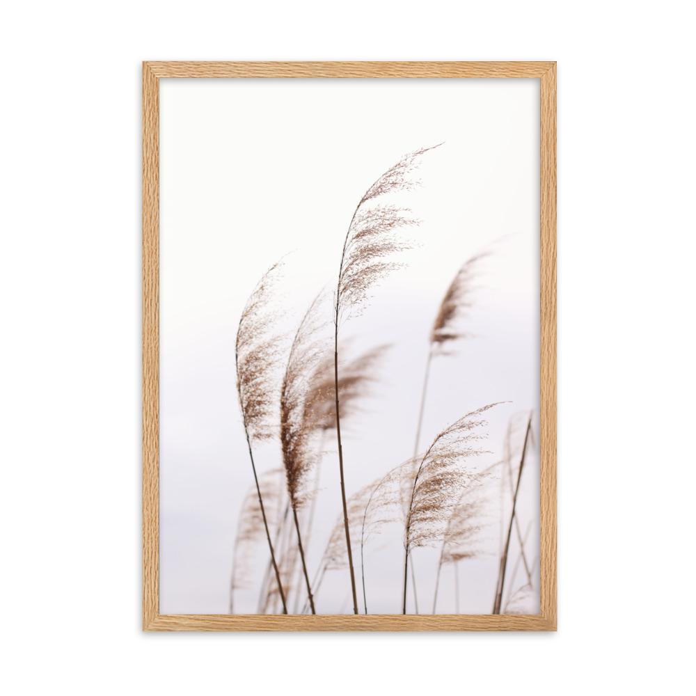 Schilf Reeds 01 - Poster im Rahmen Oak / 50×70 cm artlia