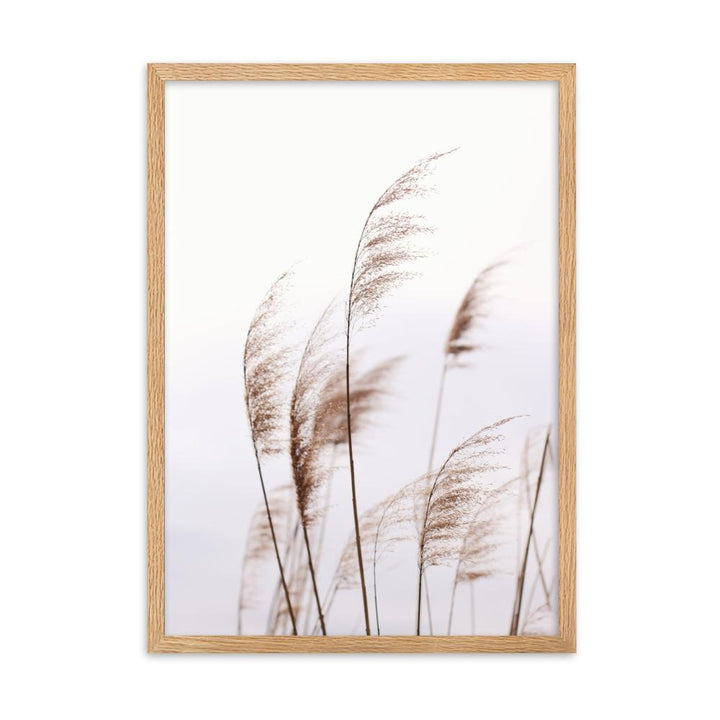 Schilf Reeds 01 - Poster im Rahmen Oak / 50×70 cm artlia