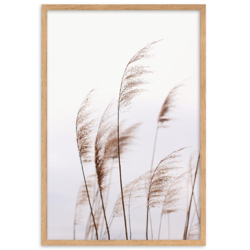 Schilf Reeds 01 - Poster im Rahmen Oak / 61×91 cm artlia