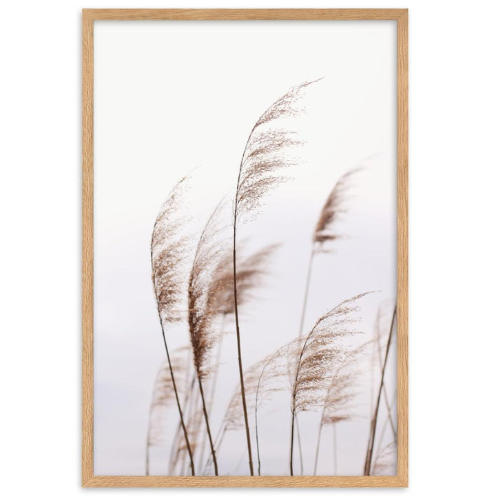 Schilf Reeds 01 - Poster im Rahmen Oak / 61×91 cm artlia
