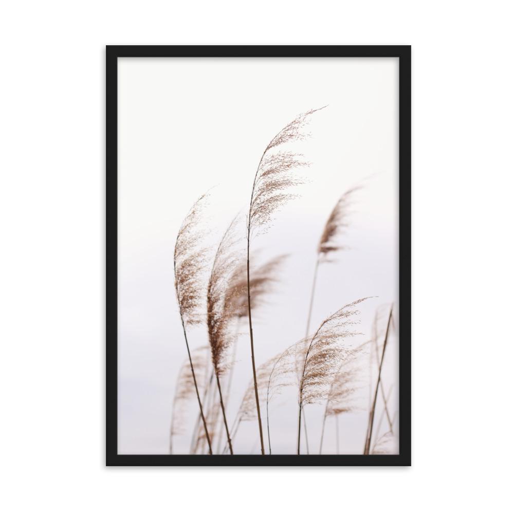 Schilf Reeds 01 - Poster im Rahmen Schwarz / 50×70 cm artlia