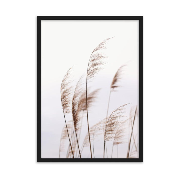 Schilf Reeds 01 - Poster im Rahmen Schwarz / 50×70 cm artlia