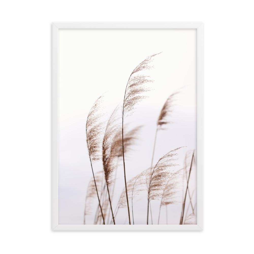 Schilf Reeds 01 - Poster im Rahmen Weiß / 50×70 cm artlia