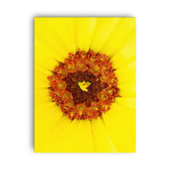 Ringelblume - Leinwand 46x61 cm artlia