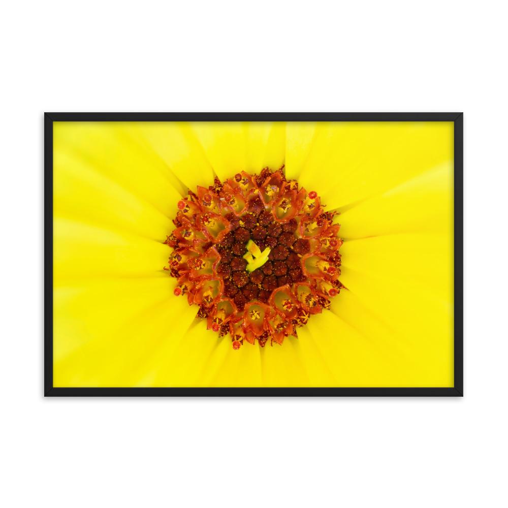Ringelblume - Poster im Rahmen schwarz / 61x91 cm artlia