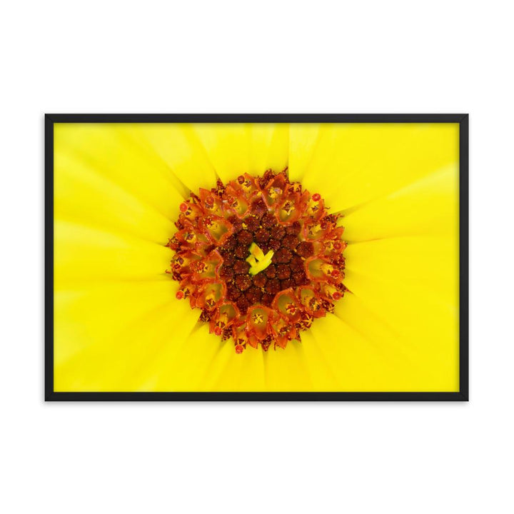 Ringelblume - Poster im Rahmen schwarz / 61x91 cm artlia