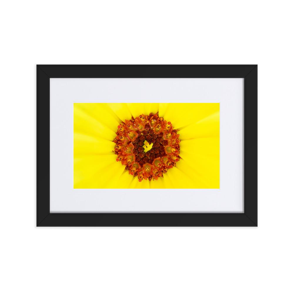 Ringelblume - Poster im Rahmen mit Passepartout schwarz / 21×30 cm artlia
