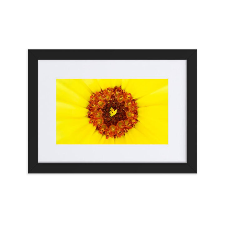 Ringelblume - Poster im Rahmen mit Passepartout schwarz / 21×30 cm artlia