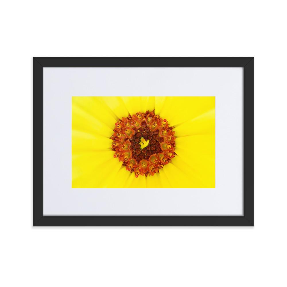 Ringelblume - Poster im Rahmen mit Passepartout schwarz / 30×40 cm artlia