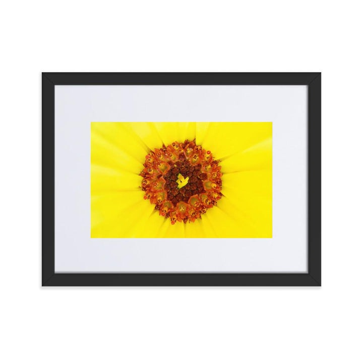 Ringelblume - Poster im Rahmen mit Passepartout schwarz / 30×40 cm artlia