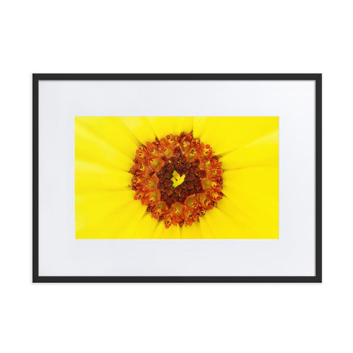 Ringelblume - Poster im Rahmen mit Passepartout schwarz / 50×70 cm artlia
