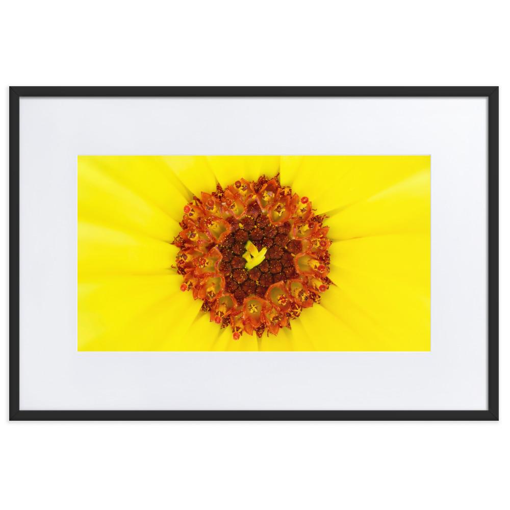 Ringelblume - Poster im Rahmen mit Passepartout schwarz / 61×91 cm artlia