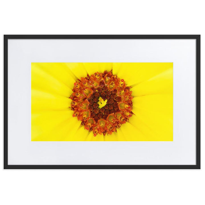 Ringelblume - Poster im Rahmen mit Passepartout schwarz / 61×91 cm artlia