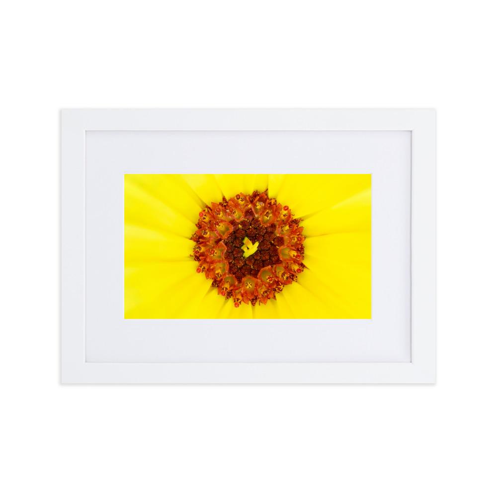 Ringelblume - Poster im Rahmen mit Passepartout weiß / 21×30 cm artlia