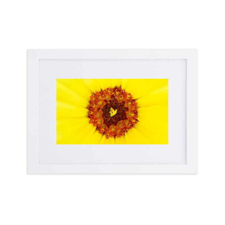 Ringelblume - Poster im Rahmen mit Passepartout weiß / 21×30 cm artlia