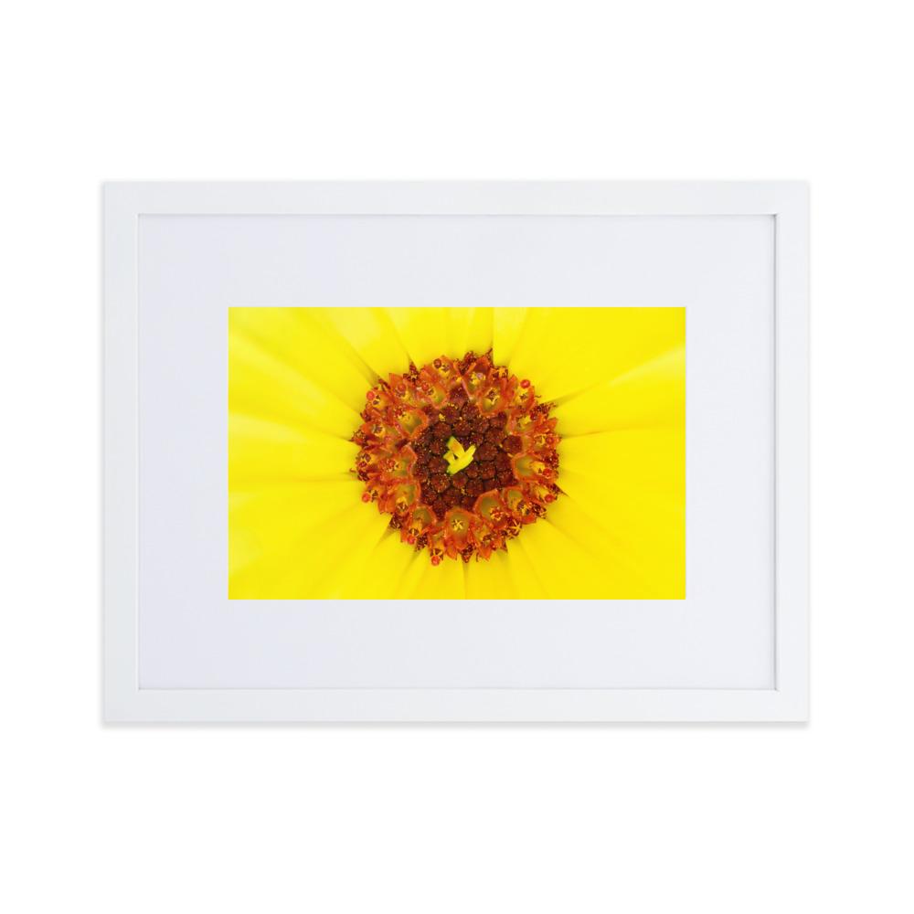Ringelblume - Poster im Rahmen mit Passepartout weiß / 30×40 cm artlia