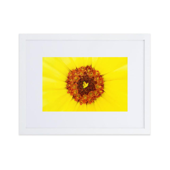 Ringelblume - Poster im Rahmen mit Passepartout weiß / 30×40 cm artlia