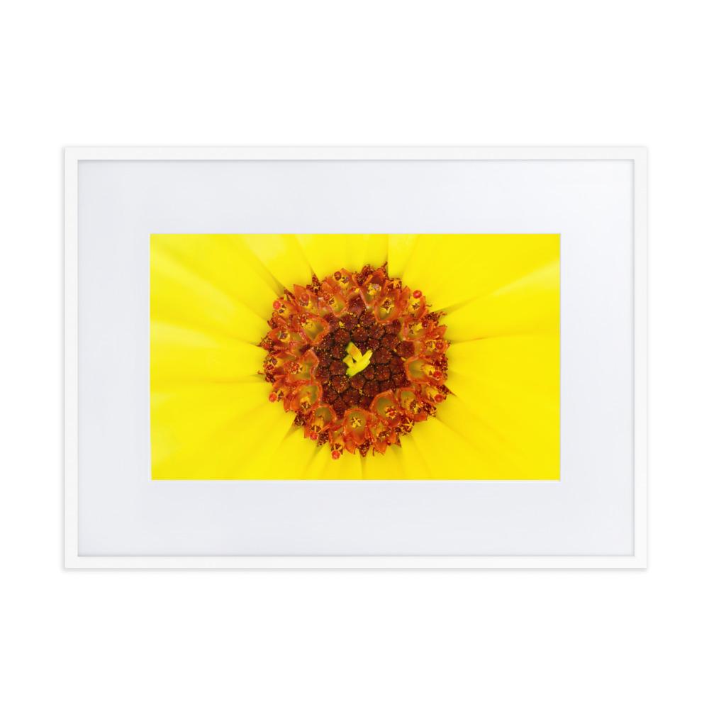 Ringelblume - Poster im Rahmen mit Passepartout weiß / 50×70 cm artlia
